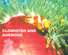 bohol clownfish anemone