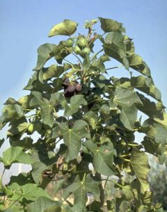 jatropha curcas to be planted in ifugao