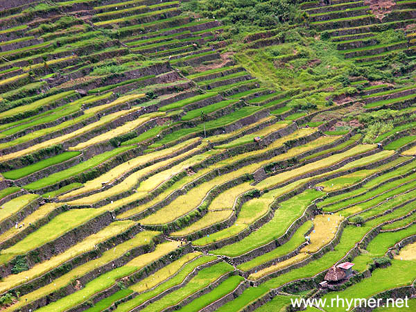 banaue rice terraces travel guide to banaue