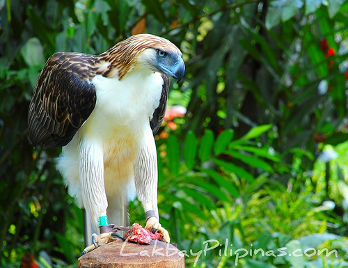 philippine eagle nature center